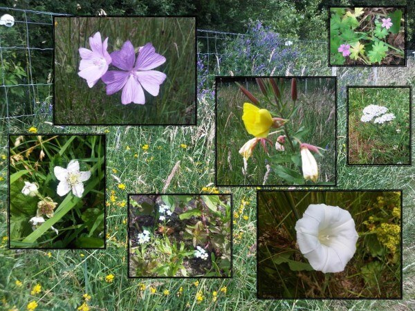 Flora on Cruysbergen / Source: Neveah
