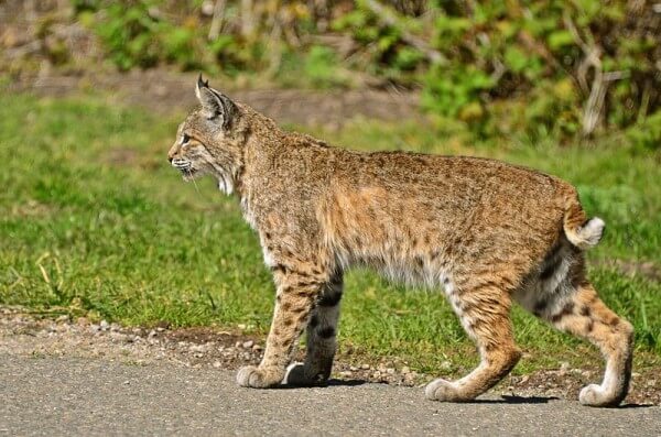 Bobcat (<I> Lynx rufus) </I> / Source: Linda Tanner, Wikimedia Commons (CC BY-2.0)” onclick=”openImage(this);”>Bobcat (<i>Lynx rufus)</i> / <span>Source: Linda Tanner, Wikimedia Commons (CC BY-2.0)</span>
</div>
<h2 id=