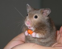 Hamster / Bron: Keith Pomakis, Wikimedia Commons (CC BY-SA-2.5)