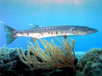 Grote barracuda (<I>Sphyraena barracuda</I>) / Bron: Publiek domein, Wikimedia Commons (PD)