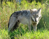 <I>Canis lupus nubilus</I> (Buffelwolf; Noord-Amerikaanse ondersoort) / Bron: Seney Natural History Association, Wikimedia Commons (CC BY-SA-2.0)