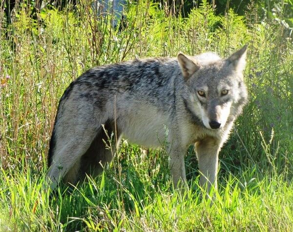 <I> Canis lupus nubilus </I> (Buffalo wolf; North American subspecies) / Source: Seney Natural History Association, Wikimedia Commons (CC BY-SA-2.0)” onclick=”openImage(this);”><i>Canis lupus nubilus</i> (Buffalo wolf; North American subspecies) / <span>Source: Seney Natural History Association, Wikimedia Commons (CC BY-SA-2.0)</span>
</div>
<h2 id=
