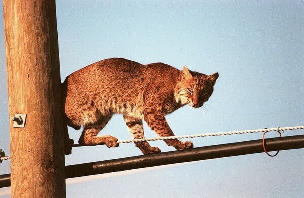 Bobcat (<I> Lynx rufus </I>) / Image source: NASA, Wikimedia Commons (Public domain)” onclick=”openImage(this);”>Bobcat (<i>Lynx rufus</i>) / <span>Source: NASA, Wikimedia Commons (Public domain)</span>
</div>
<p><strong>‘Bobcat’</strong></p>
<p>Its mostly dark, blunt tail is only 10-15 centimeters long and appears docked.  In America it is also called ‘bobcat’.  At first glance, this wild cat is very similar to a domestic cat, except it is about twice its size.  The <strong>ear tufts</strong> and whiskers are less pronounced than the common lynx.  The legs are also slimmer.</p>
<h2 id=