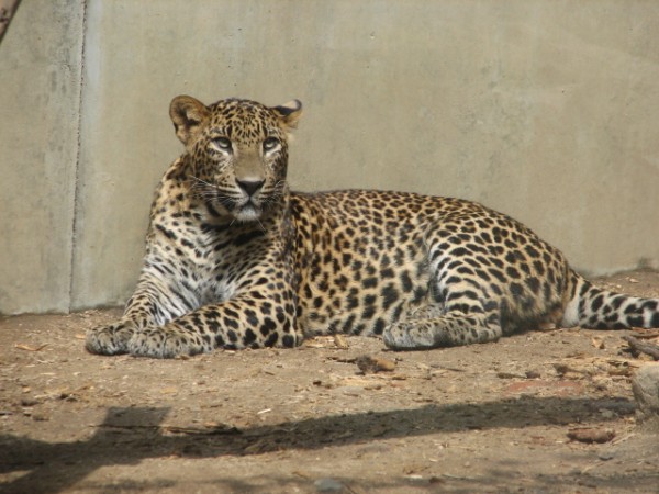 Leopard (<I> Panthera pardus kotiya </I>) / Source: Mistvan, Wikimedia Commons (Public domain)” onclick=”openImage(this);”>Leopard (<i>Panthera pardus kotiya</i>) / <span>Source: Mistvan, Wikimedia Commons (Public domain)</span>
</div>
<p><strong>Subspecies</strong></p>
<p>Eight subspecies are known, including the Javan panther (<i>Panthera pardus melas</i>), the African leopard (<i>Panthera pardus pardus</i>), the Arabian leopard (<i>Panthera pardus nimr</i>), the Indian panther (<i>Panthera pardus fusca</i>) and the Amur leopard (<i>Panthera partus orientalis</i>), it should be noted that the black panther is not a subspecies, but only features another <strong>ground color</strong> (black) which occurs in many subspecies.</p>
<h2 id=