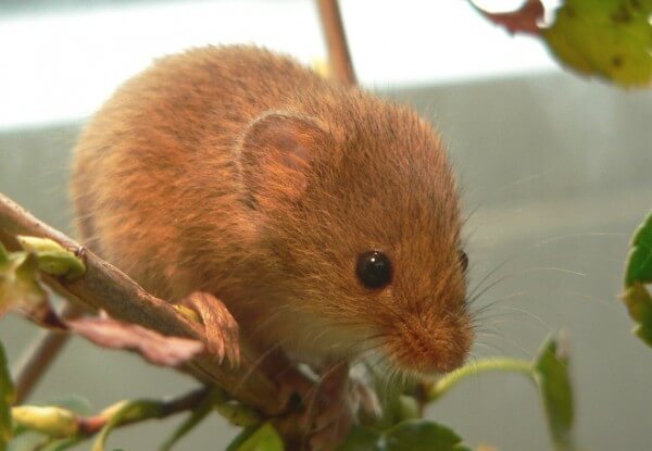 Mycromys minutus (European dwarf mouse) / Source: Hecke, Wikimedia Commons (CC BY-SA-3.0)