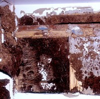 Beschadigd huis door termietenplaag / Bron: Entomology, CSIRO, Wikimedia Commons (CC BY-3.0)
