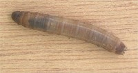 Emelt (larve) van de langpootmug (<I>Tipula oleracea</I>) / Bron: Rasbak, Wikimedia Commons (CC BY-SA-3.0)