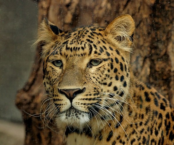 Leopard (<I> Panthera pardus japonensis </I>) / Source: Marie-Lan Nguyen, Wikimedia Commons (Public domain)” onclick=”openImage(this);”>Leopard (<i>Panthera pardus japonensis</i>) / <span>Source: Marie-Lan Nguyen, Wikimedia Commons (Public domain)</span>
</div>
<h3 id=