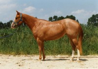 Quarter Horse / Bron: Rumo, Wikimedia Commons (CC BY-SA-2.0)