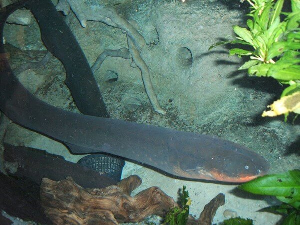 Electric eel (Electrophorus electricus) / Source: Steven G. Johnson, Wikimedia Commons (CC BY-SA-3.0)