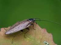 Noordse kakkerlak (<I>Ectobius lapponicus</I>) / Bron: Adam Opioa, Wikimedia Commons (CC BY-SA-3.0)