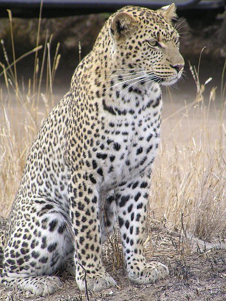 Leopard (<I> Panthera pardus pardus </I>) / Source: JanErkamp at English Wikipedia, Wikimedia Commons (CC BY-SA-3.0)” onclick=”openImage(this);”>Leopard (<i>Panthera pardus pardus</i>) / <span>Source: JanErkamp at English Wikipedia, Wikimedia Commons (CC BY-SA-3.0)</span>
</div>
<h3 id=
