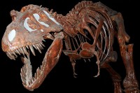 Fossiel van de T-rex in het Royal Tyrell Museum in Alberta, Canada / Bron: Pierre Camateros, Wikimedia Commons (CC BY-SA-3.0)