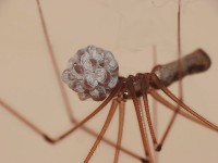 Trilspin (<I>Pholcus phalangioides</I>) met eitjes / Bron: Canapin, Wikimedia Commons (CC BY-3.0)
