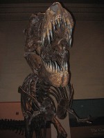 Fossiel van de T-rex in het National Museum of Natural History, Washington DC / Bron: Postdlf, Wikimedia Commons (CC BY-SA-3.0)