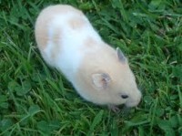 Hamster / Bron: Tux, Wikimedia Commons (Publiek domein)