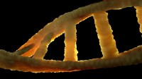 DNA-streng / Bron: ColiN00B, Pixabay