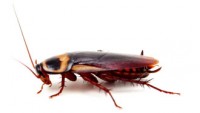 Amerikaanse kakkerlak (<I>Periplaneta americana</I>) / Bron: United States Environmental Protection Agency (EPA), Wikimedia Commons (Publiek domein)