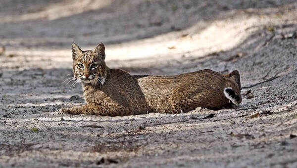 Bobcat (<I> Lynx rufus </I>) / Image source: Craig ONeal, Wikimedia Commons (CC BY-2.0)” onclick=”openImage(this);”>Bobcat (<i>Lynx rufus</i>) / <span>Source: Craig ONeal, Wikimedia Commons (CC BY-2.0)</span>
</div>
<h2 id=