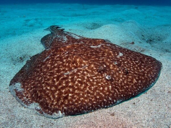 Electric Ray / Source: Philippe Guillaume, Wikimedia Commons (CC BY-2.0)