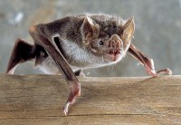 <I>Desmodus rotundus</I> (vampiervleermuis) / Bron: Uwe Schmidt, Wikimedia Commons (CC BY-SA-4.0)
