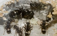Zwarte wegmier (<I>Lasius niger</I>) 6 volwassen mieren, 1 cocon (rechts), larven (links) en eitjes (midden) / Bron: Pan weterynarz, Wikimedia Commons (CC BY-SA-4.0)