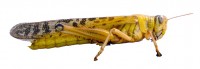 Woestijnsprinkhaan (<I>Schistocerca gregaria</I>) / Bron: Amada44, Wikimedia Commons (CC BY-SA-3.0)