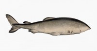 Groenlandse haai (<I>Somniosus microcephalus</I>) / Bron: Gervais et Boulart, Wikimedia Commons (Publiek domein)