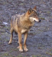 <I>Canis lupus lupus</I> (Euraziatische, Europese of gewone wolf) / Bron: Hok, Wikimedia Commons (CC BY-SA-3.0)