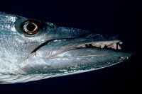 Grote barracuda (<I>Sphyraena barracuda</I>) / Bron: The original uploader was Aquaimages at English Wikipedia., Wikimedia Commons (CC BY-SA-2.5)