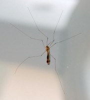 <I>Tipula oleracea</I> (koollangpootmug) / Bron: Jd, Wikimedia Commons (Publiek domein)