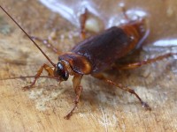 Amerikaanse kakkerlak (<I>Periplaneta americana</I>) / Bron: Eran Finkle, Wikimedia Commons (CC BY-SA-3.0)