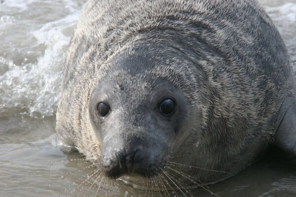 Harbor seal / Source: Ameland news agency