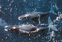 Groenlandse walvis / Bron: Publiek domein, Wikimedia Commons (PD)