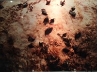 Bekjes van inktvissen, uit de maag van een potvis - te zien in Natuurcentrum Ameland / Bron: Persbureau Ameland