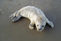 Een huiler, een pup van een grijze zeehond / Bron: Dirk Visser