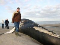 Oud-walvisvaarder Cor Gransbergen bij de bultrug / Bron: Persbureau Ameland