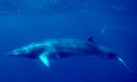 Minke Whale / Bron: NOAA, Wikimedia Commons (Publiek domein)