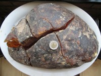 Brok van 5,5 kilo, gevonden in 1990 op Ameland, te zien in het Natuurcentrum / Bron: Gerard Mellema