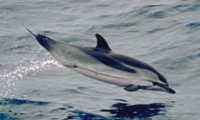 Bron: Scott Hill National Marine Mammal Laboratory, Wikimedia Commons (Publiek domein)