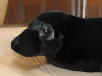 Zwarte zeehondenpup / Bron: Zeehondencentrum Pieterburen