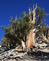 Pinus longaeva / Bron: Dcrjsr, Wikimedia Commons (CC BY-SA-3.0)