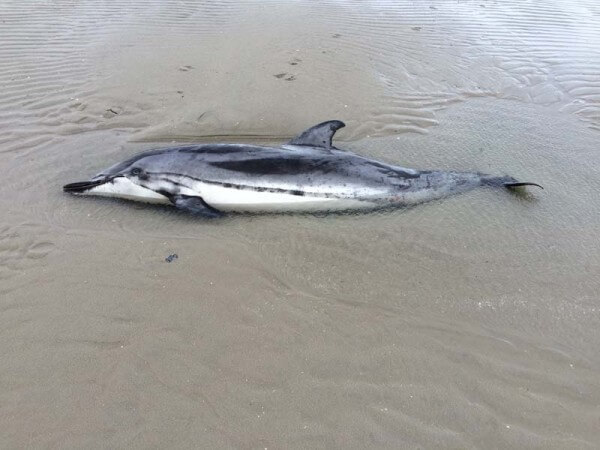 Striped dolphin on January 19, 2016 / Source: Ameland Press Agency