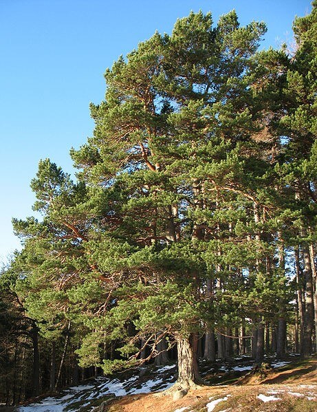 Scots pine / Source: Hello, I am Bruce on Flickr, Wikimedia Commons (CC BY-SA-2.0)