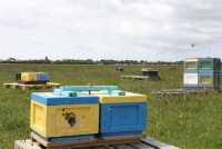 Het bijenbevruchtingsstation / Bron: Persbureau Ameland