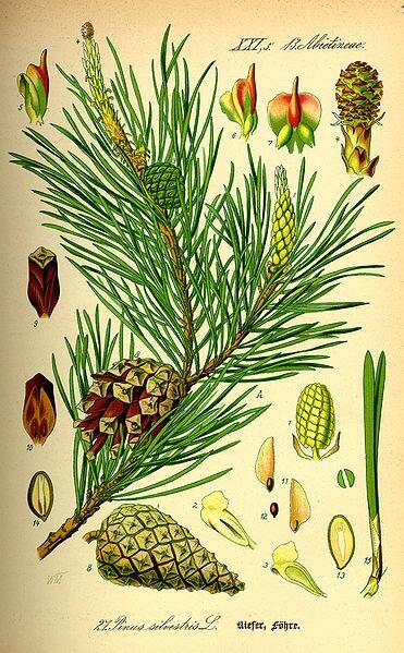 Pinus / Source: Prof.  Dr.  Otto Wilhelm Thomé, Wikimedia Commons (Public domain)
