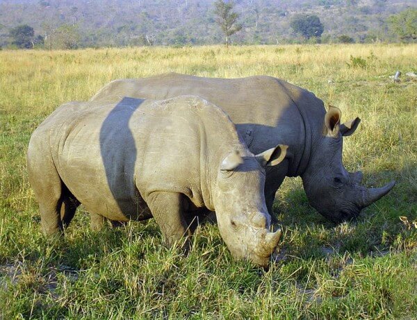 Two white rhinos in South Africa / Source: Komencanto, Wikimedia Commons (Public domain)