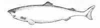 Groenlandse haai / Bron: Publiek domein, Wikimedia Commons (PD)