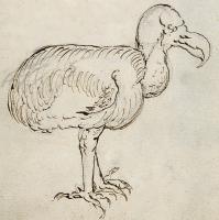 Dodo uit het reisverslag van het VOC-schip Gelderland (1602) / Bron: Creator:Joris Joostensz Laerle, Wikimedia Commons (Publiek domein)