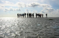 Wadden / Bron: Michielvd, Wikimedia Commons (CC BY-SA-3.0)